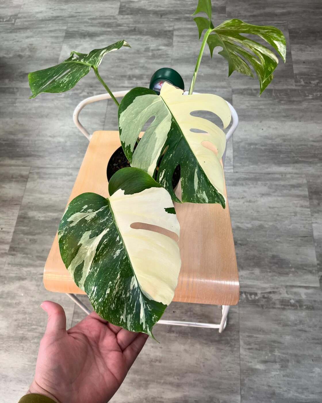Keizer Plant Store | Rootbound Plants & Pots